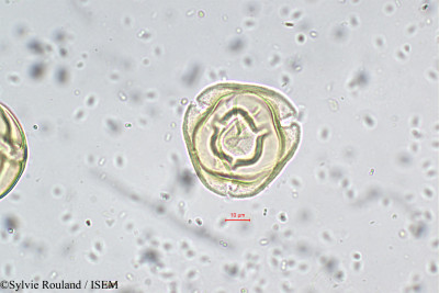 Solanum - lame n° 5707