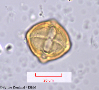 Solanum - lame n° 1197