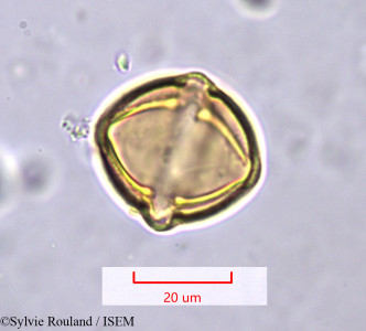 Solanum - lame n° 1197