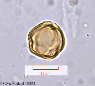 Solanum - lame n° 1197