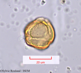Solanum - lame n° 1197