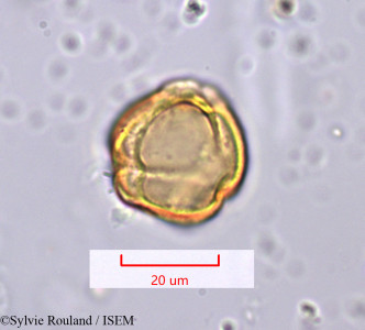 Solanum - lame n° 1197