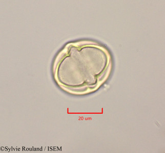 Solanum - lame n° 47253