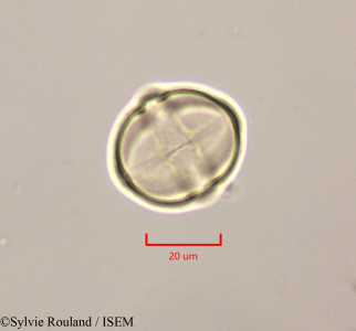 Solanum - lame n° 47253