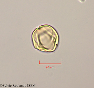 Solanum - lame n° 47253