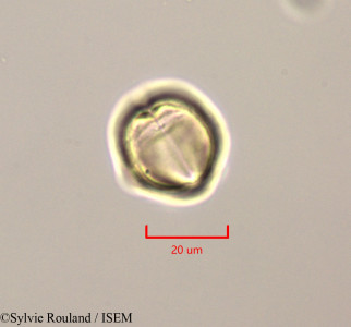 Solanum - lame n° 47253