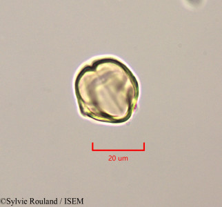 Solanum - lame n° 47253