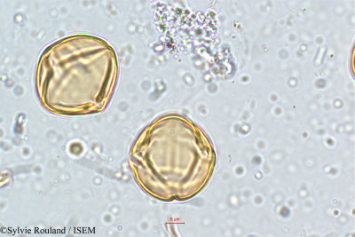 Solanum - lame n° 5142