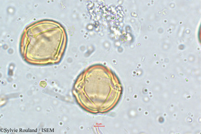 Solanum - lame n° 5142