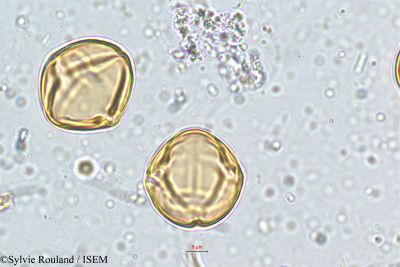 Solanum - lame n° 5142
