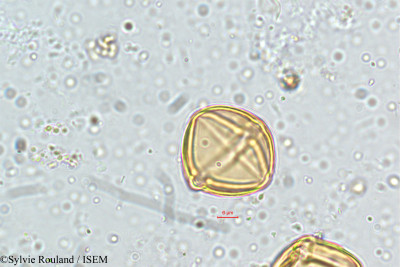 Solanum - lame n° 5142