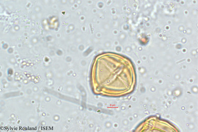 Solanum - lame n° 5142