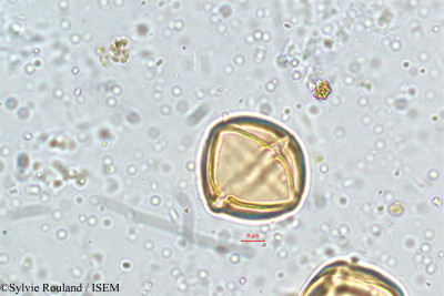 Solanum - lame n° 5142