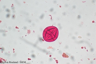 Solanum - lame n° 5818