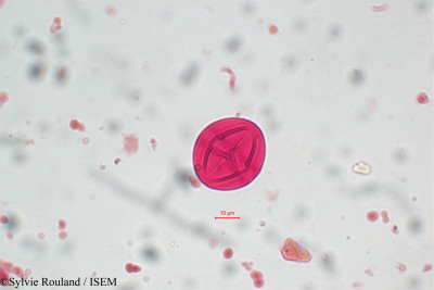 Solanum - lame n° 5818