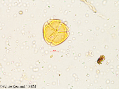 Solanum - lame n° 4051