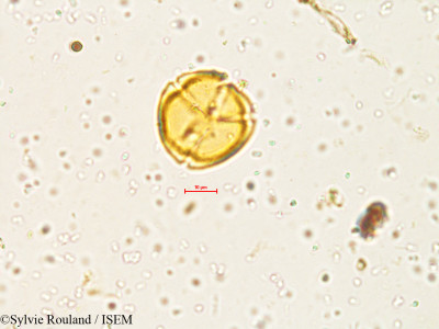 Solanum - lame n° 4051