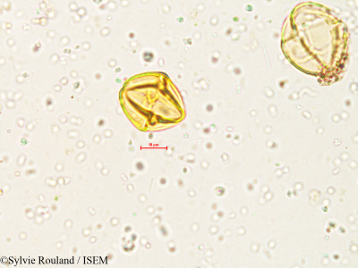 Solanum - lame n° 4051