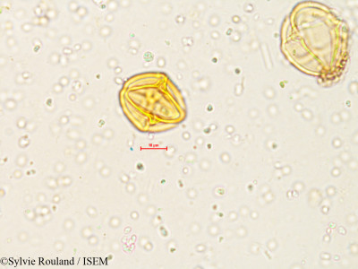 Solanum - lame n° 4051