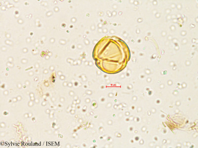 Solanum - lame n° 4051