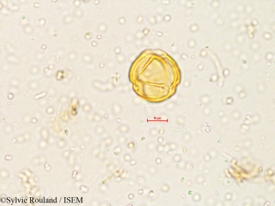 Solanum - lame n° 4051
