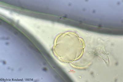 Sylvie.Rouland/Solenostemon_ocymoides_52/Solenostemon_ocymoides_52_0001(copy)_thumb.jpg