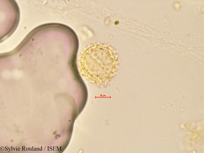 Sylvie.Rouland/Soliva_anthemidifolia_4095/Soliva_anthemidifolia_4095_0001(copy)_thumb.jpg