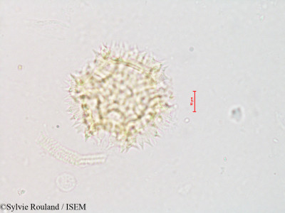 Sylvie.Rouland/Sonchus_dregeanus_4209/Sonchus_dregeanus_4209_0001(copy)_thumb.jpg