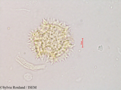 Sonchus dregeanus - lame n° 4209