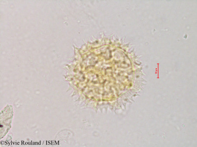 Sonchus dregeanus - lame n° 4209