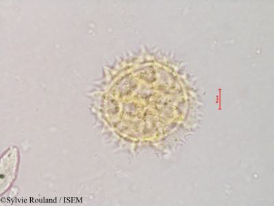 Sonchus dregeanus - lame n° 4209