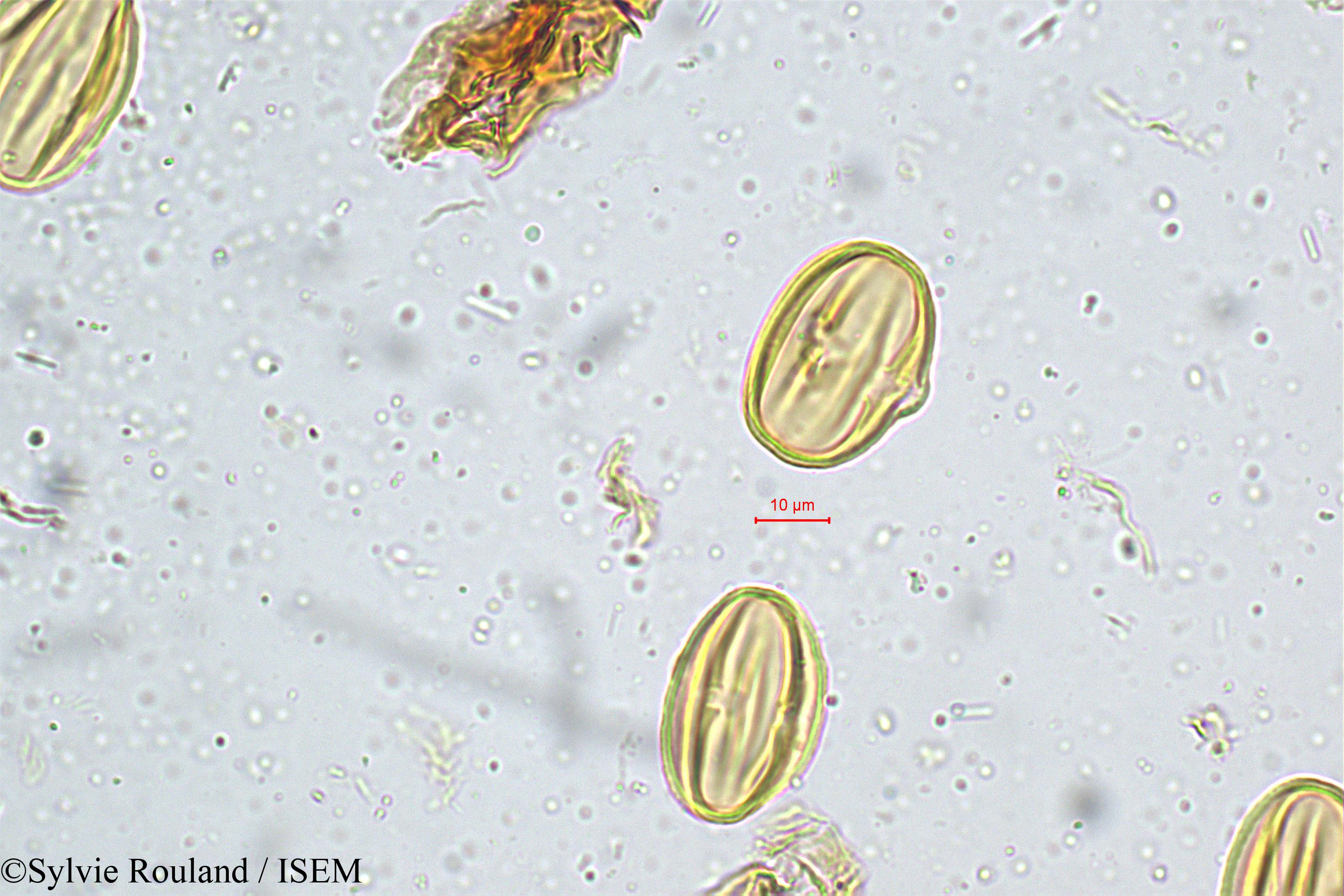 Sylvie.Rouland/Sonerila_grandiflora_4984/Sonerila_grandiflora_4984_0001(copy).jpg