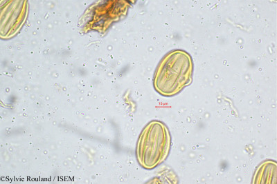 Sonerila grandiflora - lame n° 4984