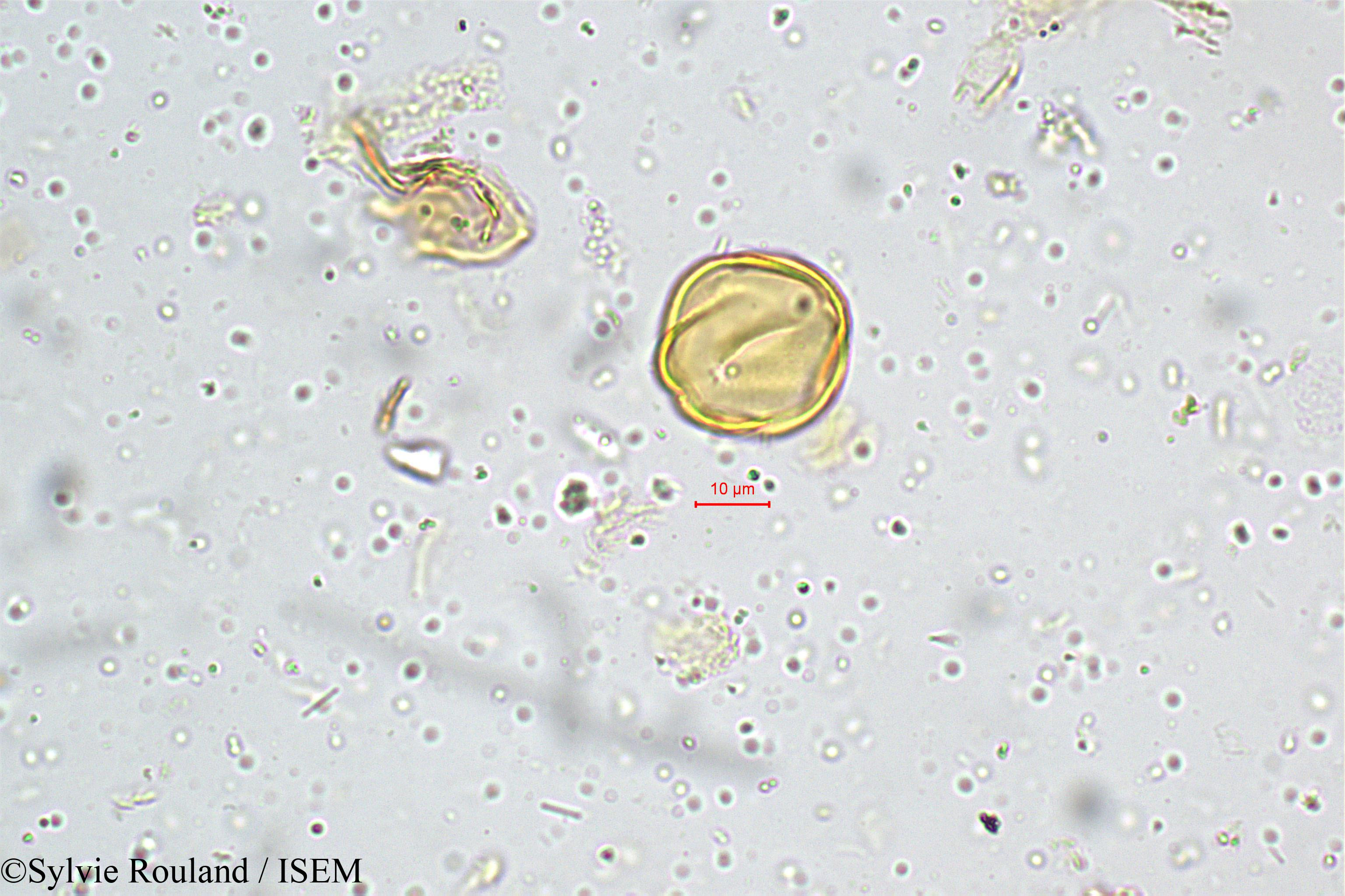 Sylvie.Rouland/Sonerila_grandiflora_4984/Sonerila_grandiflora_4984_0004(copy).jpg