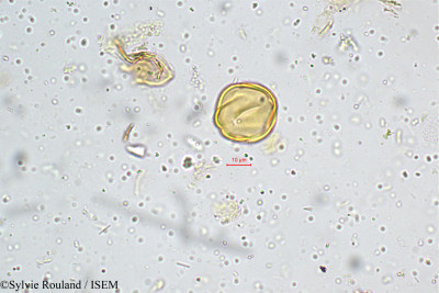 Sonerila grandiflora - lame n° 4984