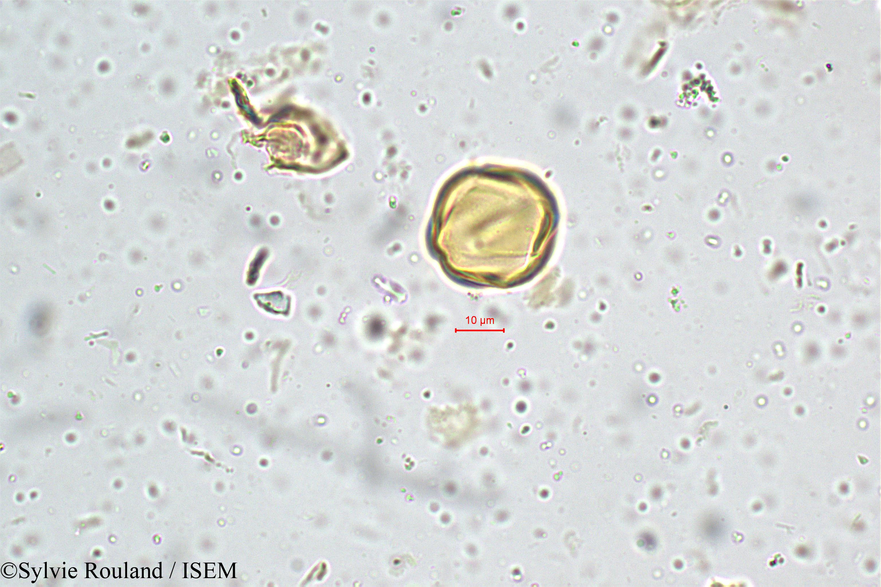 Sylvie.Rouland/Sonerila_grandiflora_4984/Sonerila_grandiflora_4984_0005(copy).jpg