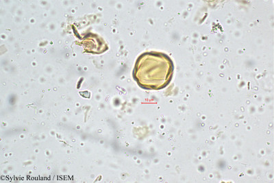 Sonerila grandiflora - lame n° 4984