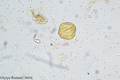 Sonerila grandiflora - lame n° 4984