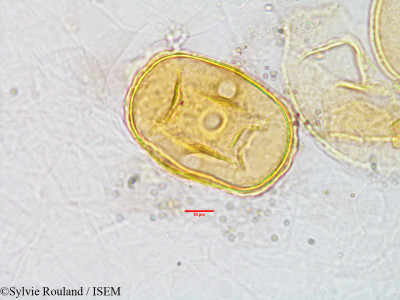 Sonneratia alba - lame n° 3028