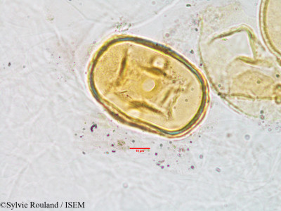 Sonneratia alba - lame n° 3028