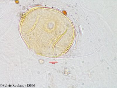 Sonneratia alba - lame n° 3028