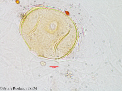 Sonneratia alba - lame n° 3028