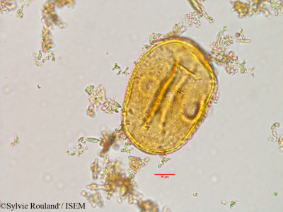 Sonneratia alba - lame n° 3029