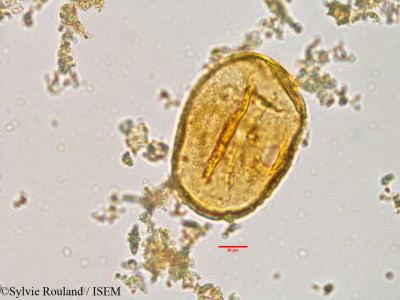 Sonneratia alba - lame n° 3029