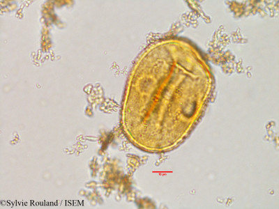 Sonneratia alba - lame n° 3029