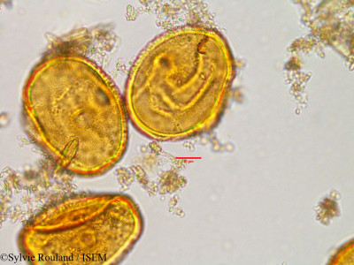 Sonneratia alba - lame n° 3029