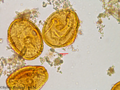 Sonneratia alba - lame n° 3029