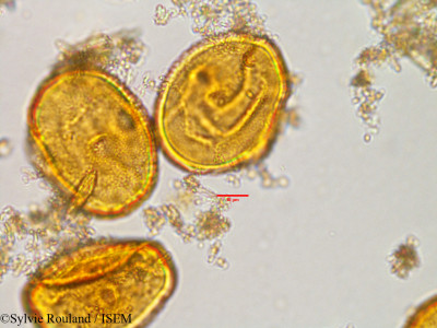 Sonneratia alba - lame n° 3029