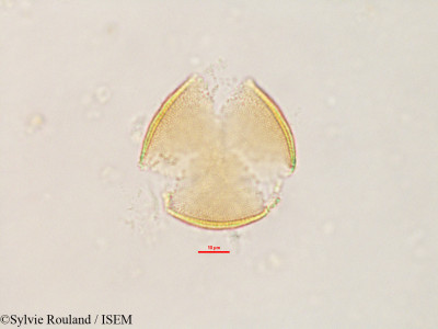 Sylvie.Rouland/Sopubia_trifida_2601/Sopubia_trifida_2601_0001(copy)_thumb.jpg