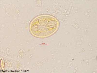 Sorbus torminalis - lame n° 4245